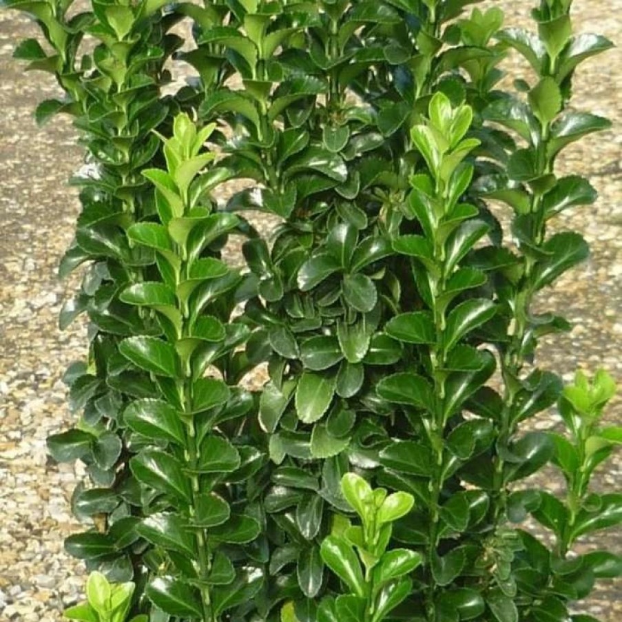 All Ornamental Shrubs * | Euonymus Japonicus Green Rocket | 10 Lt Pot