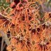 All Ornamental Shrubs * | Hamamelis X Intermedia Jelena | 3Lt Pot