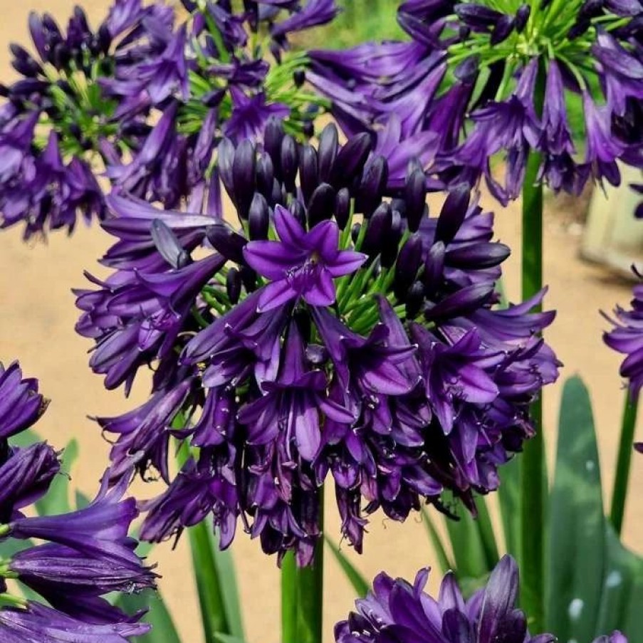 Agapanthus Plants * | Agapanthus Black Jack | 9Cm Pot