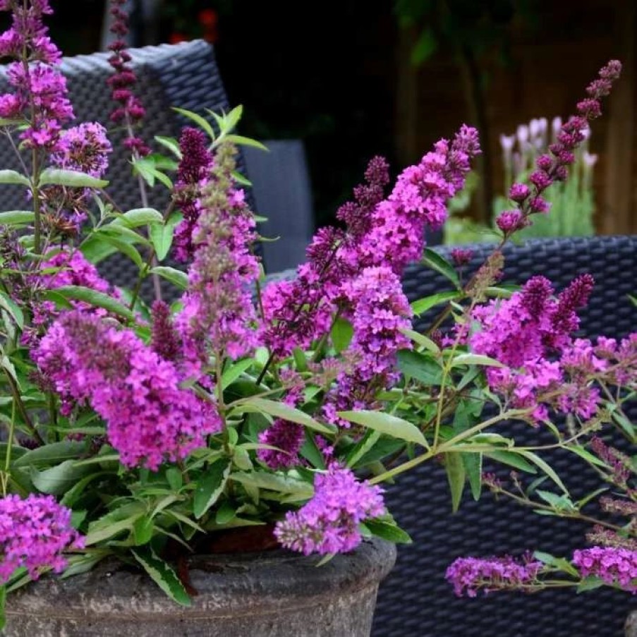 All Ornamental Shrubs * | Buddleja Flutterby Petite Tutti Fruitti Pink ('Podaras No 13') (Pbr) (Flutterby Petite S | 2L Pot