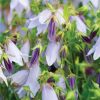 Campanula Plants * | Campanula Iridescent Bells ('Iribella') (Pbr) | 9Cm Pot