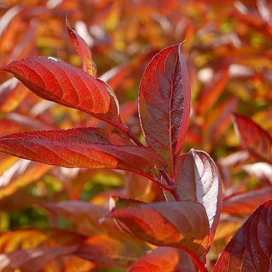 All Ornamental Shrubs * | Weigela Florida Wings Of Fire (Pbr) | 2L Pot