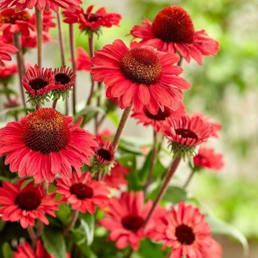 Echinacea Plants * | Echinacea Sunseekers Red ('Apecssired') (Sunseekers Series) | 9Cm Pot