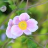 Anemone Plants * | Anemone Hybrida Loreley | 2L Pot