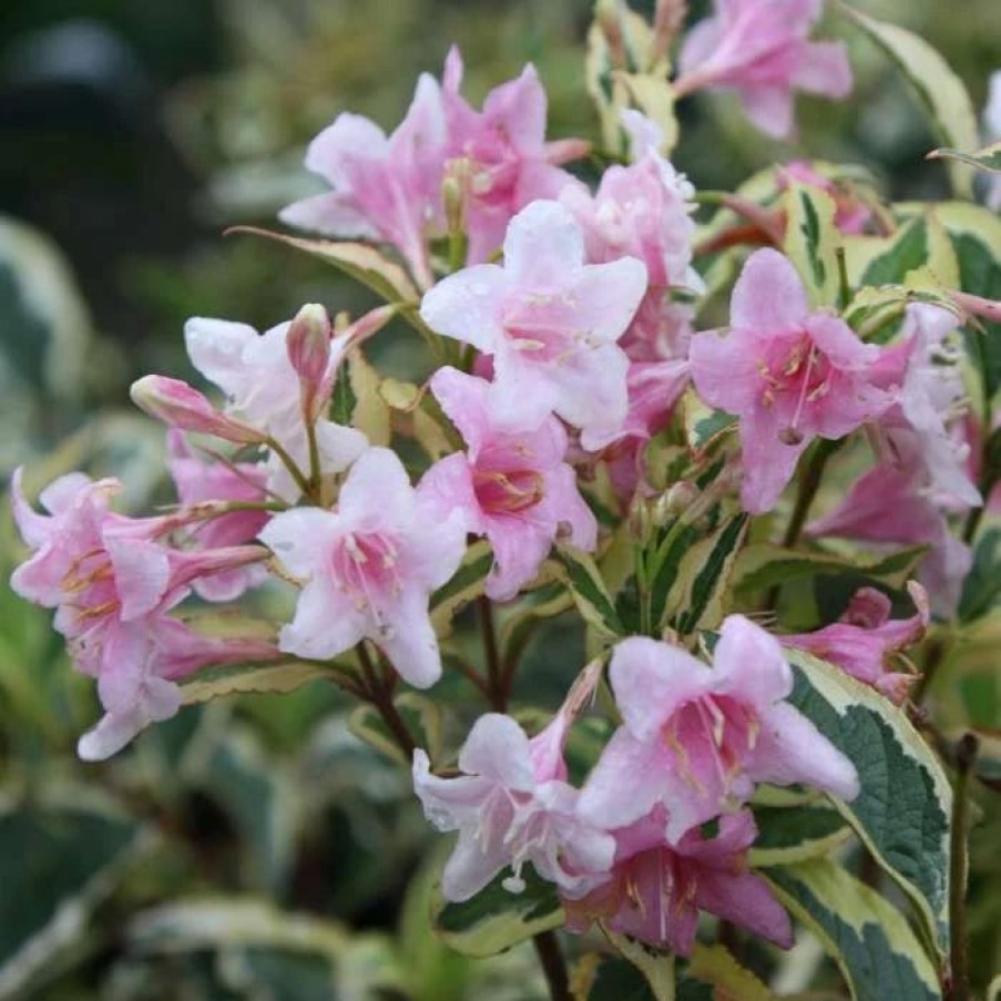 All Ornamental Shrubs * | Weigela Florida Variegata | 2L Pot