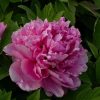 All Ornamental Shrubs * | Paeonia X Suffruticosa Lu He Hong | 6Lt Potted Paeonia