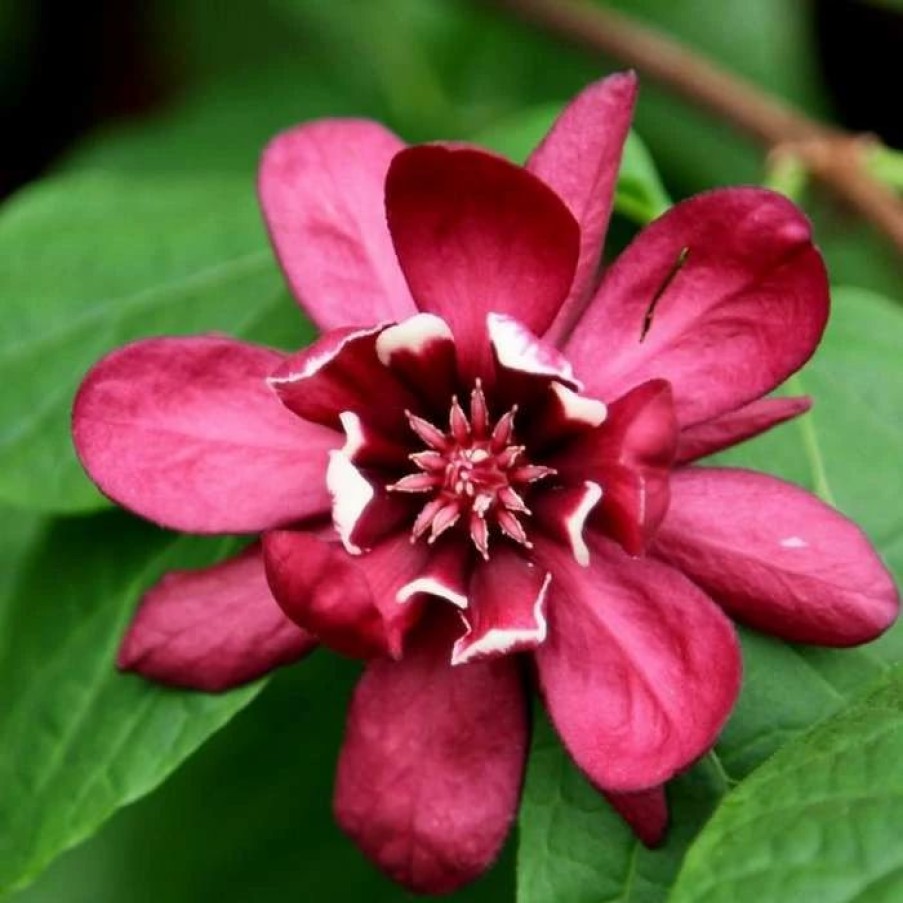 All Ornamental Shrubs * | Calycanthus Raulstonii Hartlage Wine | 2L Pot