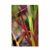 All Ornamental Shrubs * | Japanese Blood Grass | Imperata Cylindrica 'Red Baron' | 2L