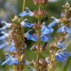 Salvia Plants * | Salvia Uliginosa African Skies | 9Cm Pot