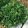 All Ornamental Shrubs * | Pittosporum Tobira Nanum | 2L Pot