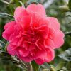 All Ornamental Shrubs * | Camellia X Williamsii Anticipation | 3 Litre Pot