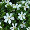 All Ornamental Shrubs * | Gardenia Jasminoides Pinwheel ('Piiga-I') | 9Cm Pot