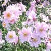 Anemone Plants * | Anemone Hybrida Konigin Charlotte | 2L Pot