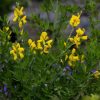 All Ornamental Shrubs * | Genista Porlock | 2L Pot