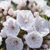 All Ornamental Shrubs * | Kalmia Latifolia F. Myrtifolia Elf | 3L Pot