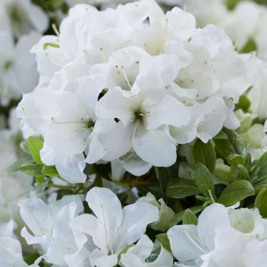 All Ornamental Shrubs * | Rhododendron Encore Pure White Julia ('Homlea') (Pbr) (Encore Azalea Series) | 3 Litre Pot