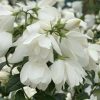 All Ornamental Shrubs * | Philadelphus Snowbelle | 12 Lt Pot