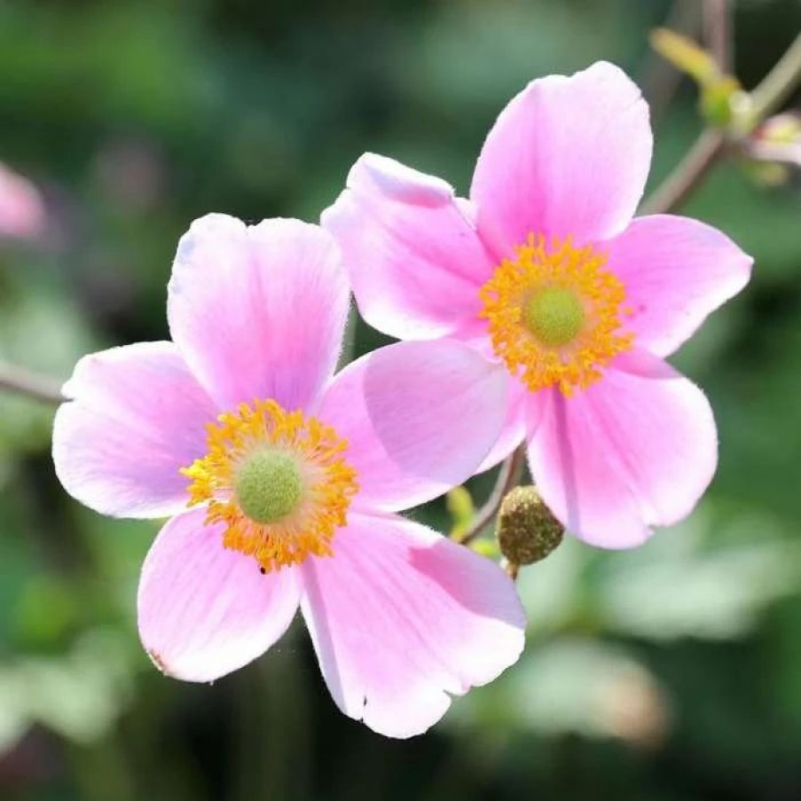 Anemone Plants * | Anemone Hybrida September Charm | 2L Pot