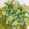 All Ornamental Shrubs * | Skimmia Japonica Fragrans | 1.5L Pot