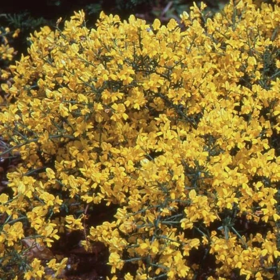 All Ornamental Shrubs * | Genista Lydia | 2L Pot