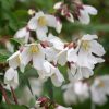 All Ornamental Shrubs * | Philadelphus Dainty Lady (Pbr) | 2 Litre Pot