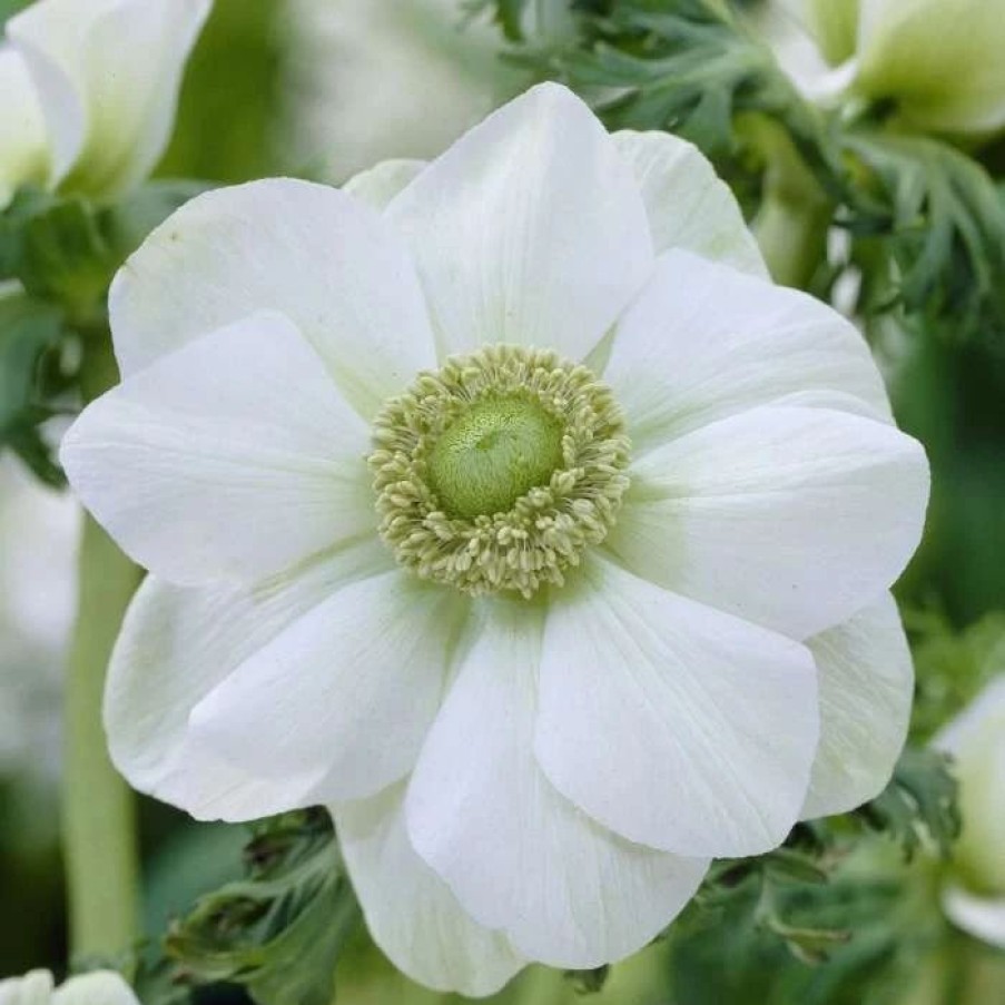 Anemone Plants * | Anemone Coronaria (De Caen Group) Die Braut | 20 Bulbs