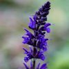 Salvia Plants * | Salvia Sylvestris Viola Klose | 9Cm Pot