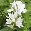 Campanula Plants * | Campanula Glomerata Var. Alba | 2L Pot