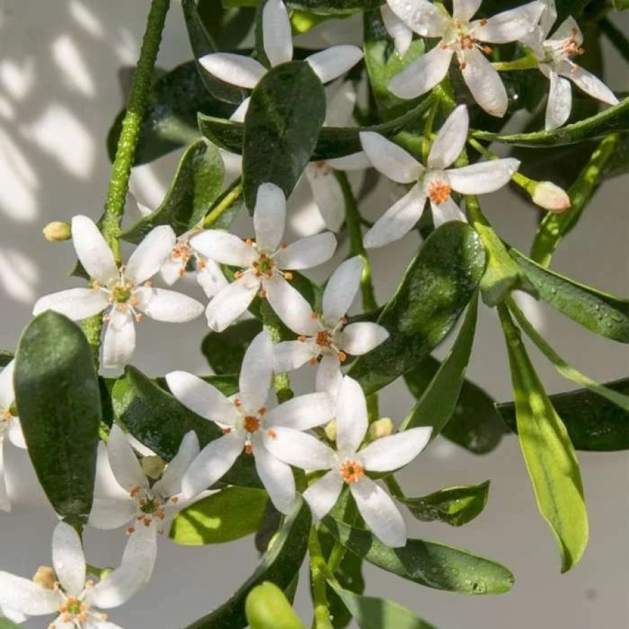 All Ornamental Shrubs * | Eriostemon Flower Girl White | 2 Litre Pot