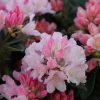 All Ornamental Shrubs * | Rhododendron Dreamland | 5 Litre Pot