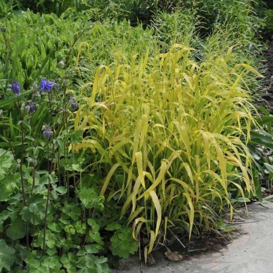 All Ornamental Shrubs * | Bowles'S Golden Grass | Milium Effusum 'Aureum' | 2L Pot