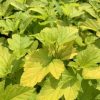 All Ornamental Shrubs * | Physocarpus Opulifolius Dart'S Gold | 12L Pot