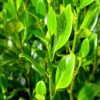 All Ornamental Shrubs * | Griselinia Littoralis Green Horizon ('Whenuapai') (Pbr) | 2L Pot