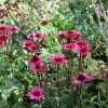 Echinacea Plants * | Echinacea Purpurea Vintage Wine (Pbr) | 9Cm Pot