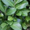 All Ornamental Shrubs * | Prunus Laurocerasus Rotundifolia | 10L Pot