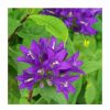 Campanula Plants * | Campanula Glomerata Superba | 9Cm Pot