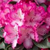 All Ornamental Shrubs * | Rhododendron Xxl ('Hort02') (Pbr) | 5 Litre Pot