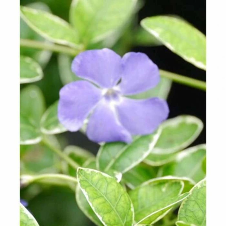 All Ornamental Shrubs * | Lesser Periwinkle 'Ralph Shugert' | Vinca Minor 'Ralph Shugert' | 2L Pot