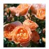 All Ornamental Shrubs * | Sweet Dreams' Patio Rose 4L Pot