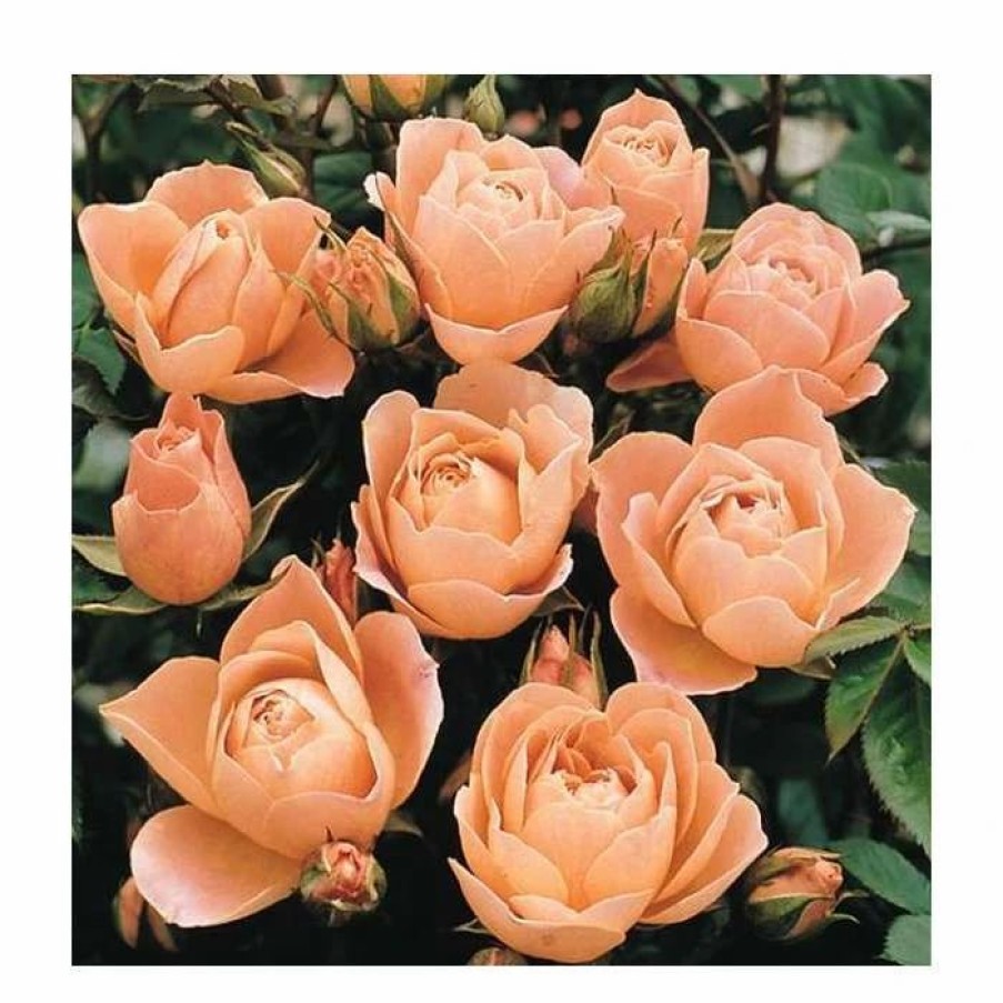 All Ornamental Shrubs * | Sweet Dreams' Patio Rose 4L Pot