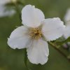 All Ornamental Shrubs * | Philadelphus Belle Etoile | 12 Lt Pot