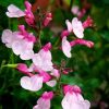 Salvia Plants * | Salvia Greggii Joy | 9Cm Pot