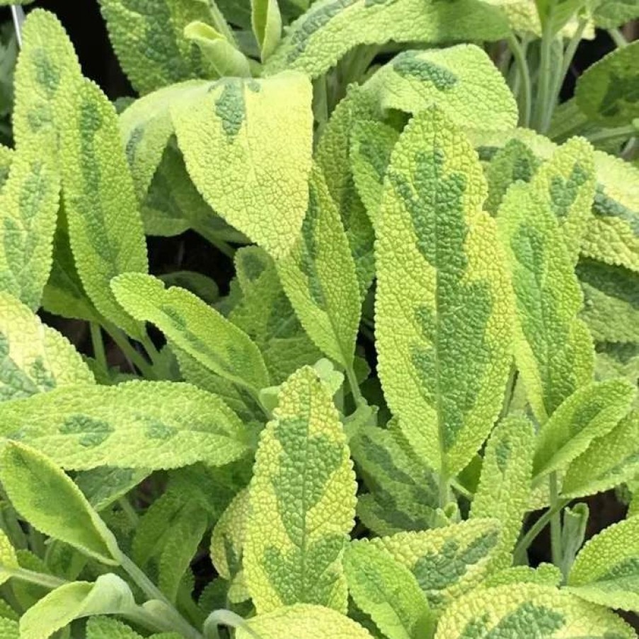 Salvia Plants * | Salvia Officinalis Icterina | 9Cm Pot