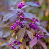 All Ornamental Shrubs * | Callicarpa Bodinieri Var. Giraldii Profusion | 12L Pot