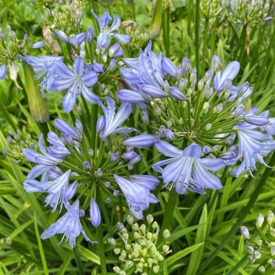 Agapanthus Plants * | Agapanthus Little Dutch Blue | 2L Pot