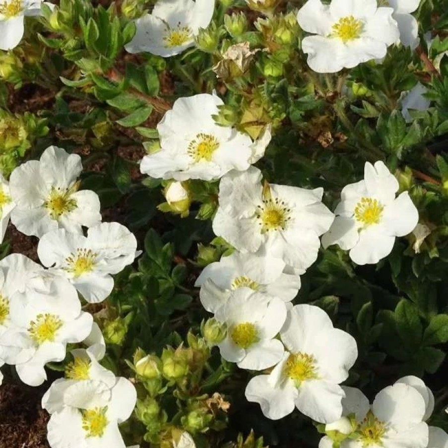 All Ornamental Shrubs * | Potentilla Fruticosa Bella Bianca ('Hachbianca') (Pbr) | 2L Pot