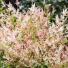 All Ornamental Shrubs * | Nandina Domestica Twilight (Pbr) | 2 Litre Pot