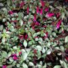 All Ornamental Shrubs * | Fuchsia Microphylla Subsp. Hemsleyana Silver Lining | 2 Litre Pot