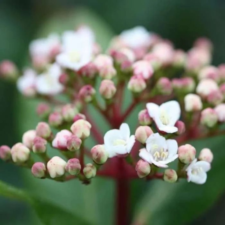 All Ornamental Shrubs * | Viburnum Tinus | 9Cm Pot