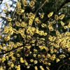 All Ornamental Shrubs * | Hamamelis Intermedia Arnold Promise | 3L Pot